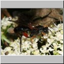 Phaenolobus terebrator - Schlupfwespe w01a 12mm - Sandgrube Niedringhaussee det06.jpg